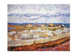 Peach Blossoms in the Crau  c1889