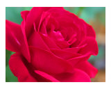 A Red Rose