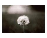 Poof