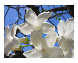 Madagascar Jasmine