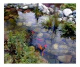 Garden Koi Pond