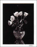 Dramatic Roses