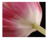 Behind a Tulip
