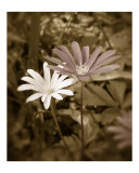 Daisy 2