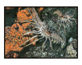Lobster on orange coral