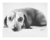 Dachshund