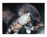 Cuddling Kittens
