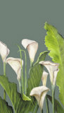Calas Blancas II