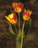 Three Tulips