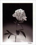 Peonies