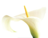 Calla on White