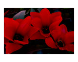 Mysterious Red Flowers