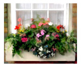 Window Box