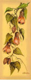 Flores Colgantes II