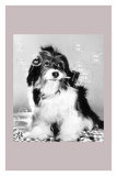 Pippin in a Bubbly Mood