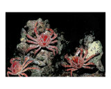 Crabs