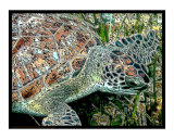 Turtle at lunch