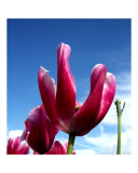 Bright Tulips 4