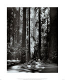 Redwoods  Founders Grove