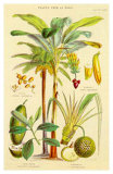 Plants Used As Food