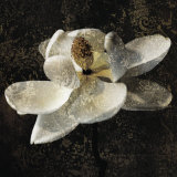 Magnolia II
