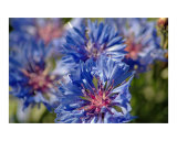 Blue Cornflower