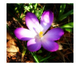 Crocus 14