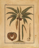 Cocoa Nut Palm