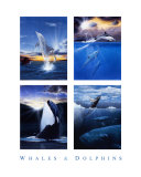 Whales and Dolphins