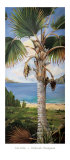 Fan Palm