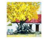Palo Verde