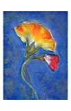 Carnation