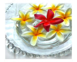 Glass Bowl of Plumeria
