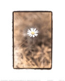 Wildflower II