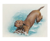 Weimaraner