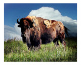 Buffalo