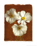 White Cosmos I