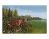 Foxes