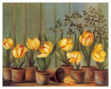 Tulipes Jaunes