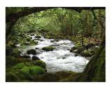 Greenbrier River Scene- II