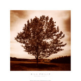 Meadow Land II