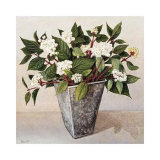 Dogwood
