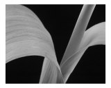 Tulip Stem