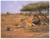 Lion Couple