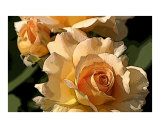Yellow Rose
