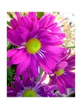 Purple Daisy