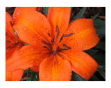 Orange Lily II