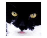Cat's Eyes 3