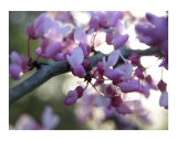Purple Haze