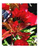 Red Bouganvilla